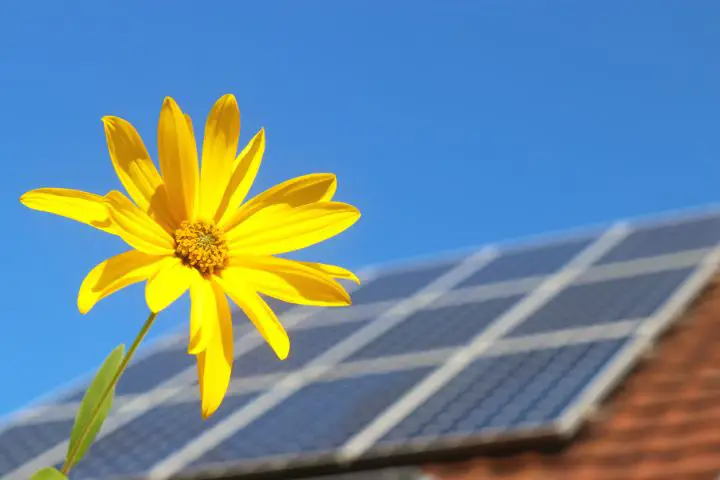 Solar Panel And A Flower
