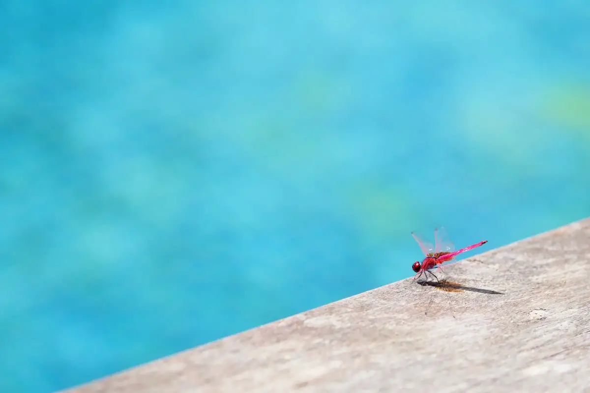 How To Keep Insects And Birds Away From Your Pool